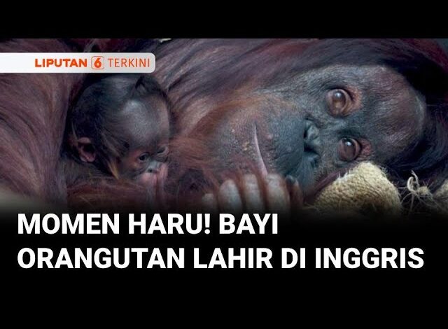 Bayi Orangutan Lahir di Inggris, Harapan Baru untuk Spesies Terancam Punah
