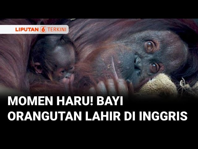 Bayi Orangutan Lahir di Inggris, Harapan Baru untuk Spesies Terancam Punah