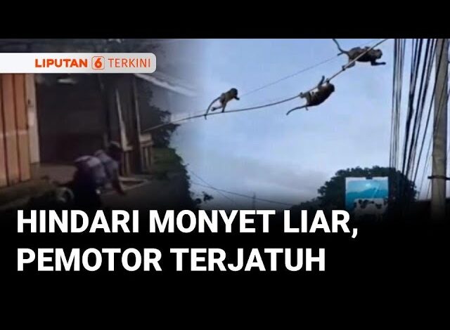 Kawanan Monyet Liar Masuk ke Permukiman Warga di Soreang, Pemotor Panik Hingga Terjatuh