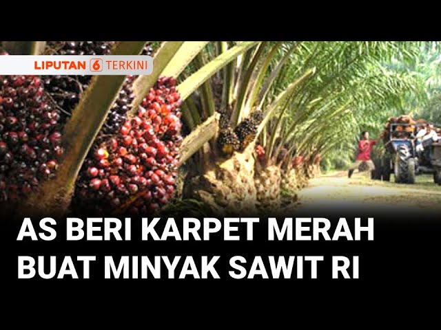 Airlangga: AS Beri Tarif Khusus Untuk Minyak Sawit, Kopi, & Teh dari Indonesia | Liputan 6