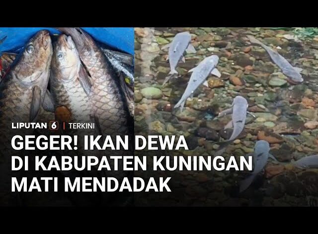 Ratusan Ikan Dewa di Kuningan Mati Mendadak, Diduga Akibat Parasit