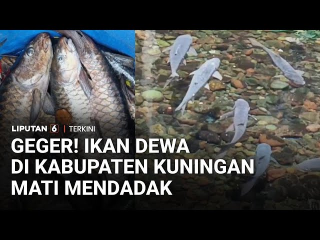 Ratusan Ikan Dewa di Kuningan Mati Mendadak, Diduga Akibat Parasit