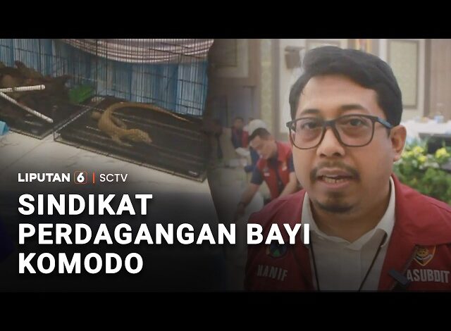 Sindikat Perdagangan Anakan Komodo Dibongkar, Dijual ke Thailand
