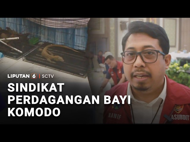 Sindikat Perdagangan Anakan Komodo Dibongkar, Dijual ke Thailand
